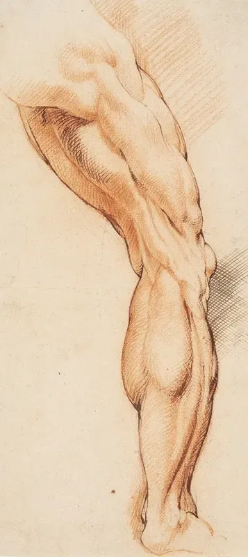Anatomical Study Ecorche A Mans Flayed Right Leg Seen From The Back Turned To The Right
