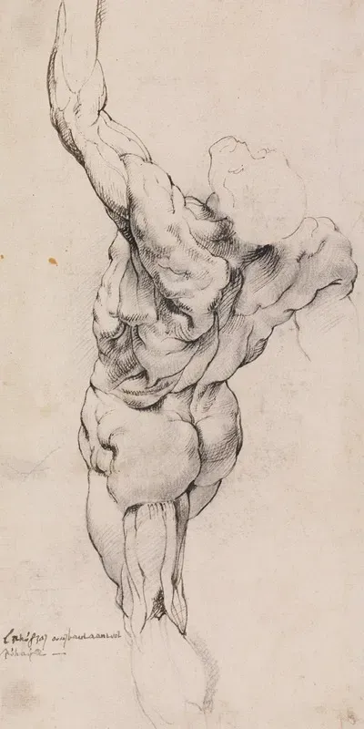 Anatomical Study Ecorche Standing Flayed Man Seen From The Back Half Turned To The Left His Left Arm Raised_