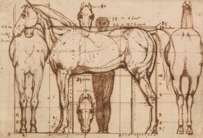 Anatomical Study Of A Horse