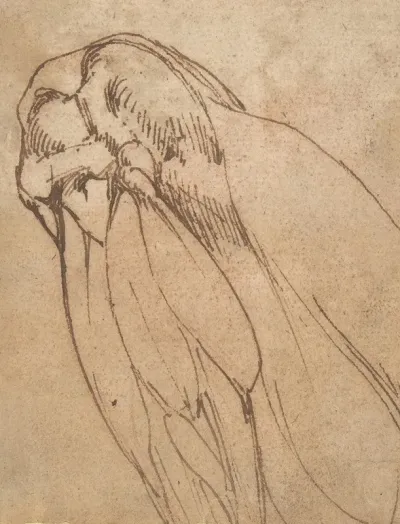 Anatomical Study Of A Knee