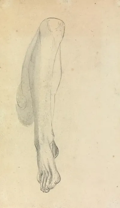 Anatomical Study Of A Leg