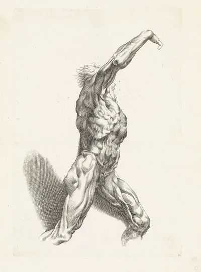 Anatomical Study Of A Man