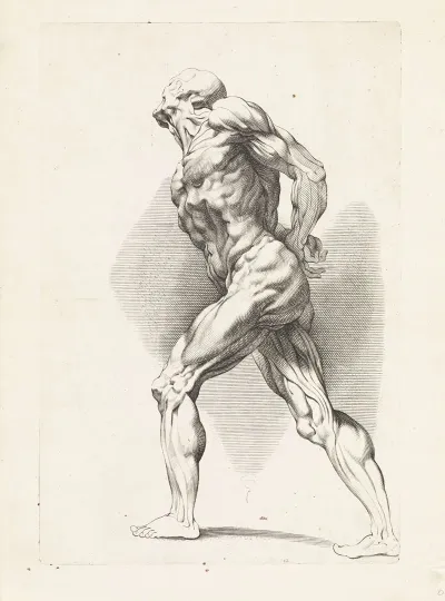 Anatomical Study Of A Standing Man