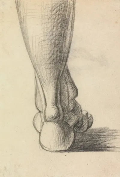 Anatomical Study Of The Heel Of A Foot