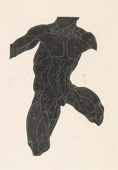 Anatomical Study Of The Neck Abdominal And Thigh Muscles Of A Man In Silhouette
