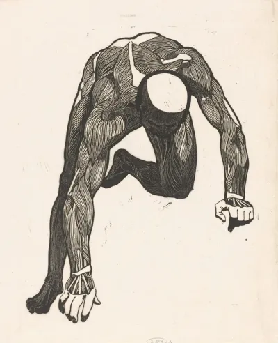 Anatomical Study Of The Neck Arm And Leg Muscles Of A Man Reijer Stolk