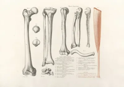 Anatomie Du Gladiateur Combattant Pl 01