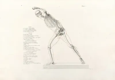 Anatomie Du Gladiateur Combattant Pl 06