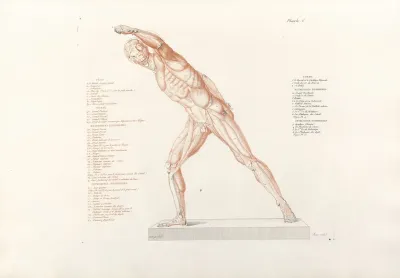 Anatomie Du Gladiateur Combattant Pl 07
