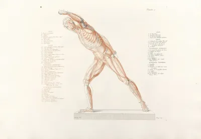 Anatomie Du Gladiateur Combattant Pl 08