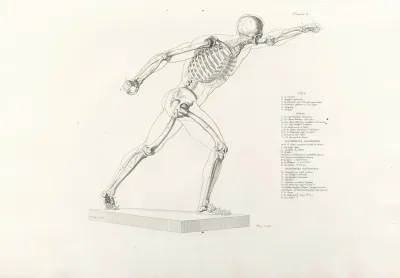 Anatomie Du Gladiateur Combattant Pl 09