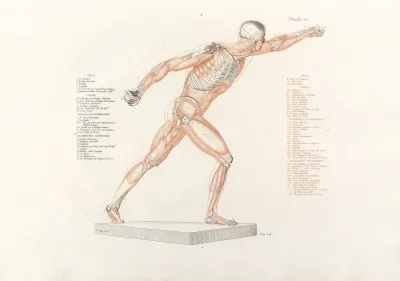 Anatomie Du Gladiateur Combattant Pl 11