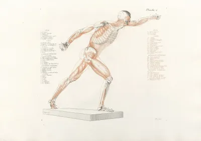 Anatomie Du Gladiateur Combattant Pl 12