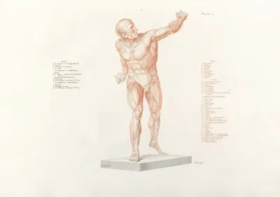 Anatomie Du Gladiateur Combattant Pl 13