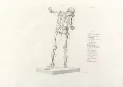 Anatomie Du Gladiateur Combattant Pl 14