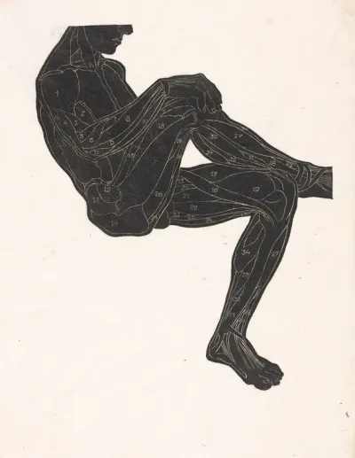 Anatomische Studie Van De Been En Armspieren Van Een Man In Silhouet