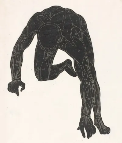 Anatomische Studie Van De Hals Arm En Beenspieren Van Een Man In Silhouet