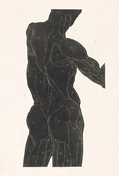 Anatomische Studie Van De Rug En Bilspieren Van Een Man In Silhouet