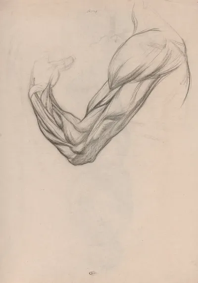 Anatomische Studie Van De Spieren Van Een Rechterarm