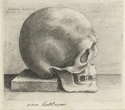 Anatomische Studie Van Een Schedel