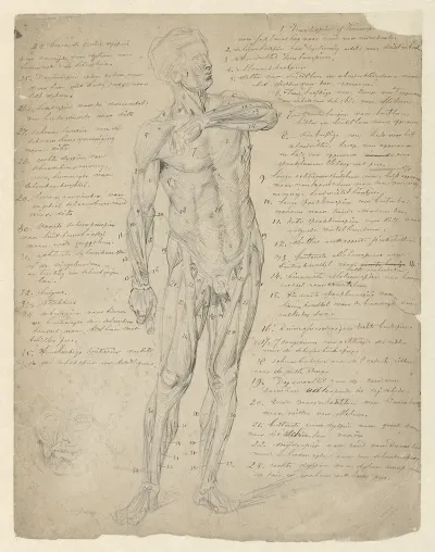 Anatomische Studie Van Staande Menselijke Figuur