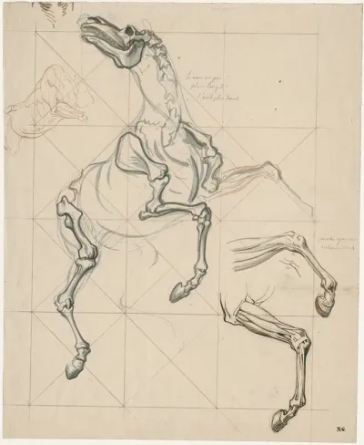 Anatomische Studies V E Steigerend Paard Met Tekst