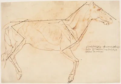 Anatomisk Og Proportionsstudie En Hest 2