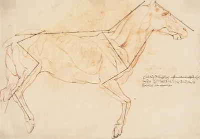 Anatomisk Og Proportionsstudie En Hest