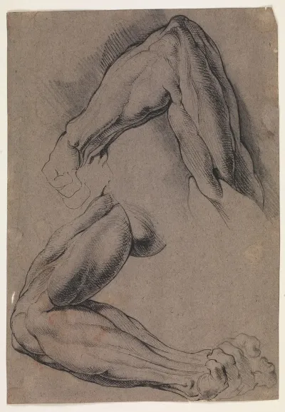 Anatomisk Studie Ecorche To Studier Af En Mands Flaede Venstre Arm