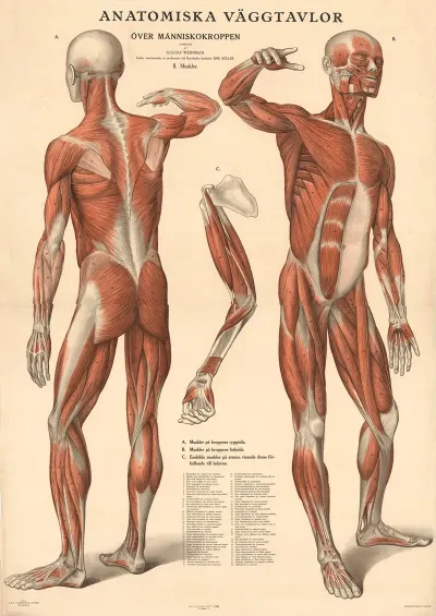 Anatomiska Vaggtavlor Over Manniskokroppen