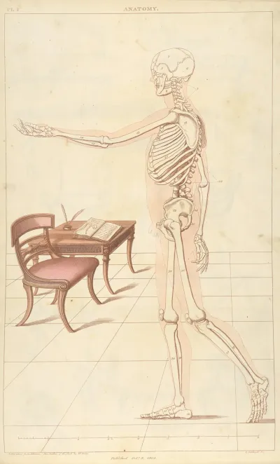 Anatomy 2