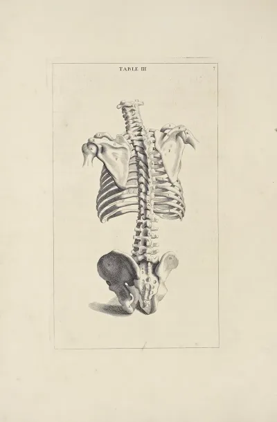 Anatomy Improvd And Illustrated With Regard To The Uses Thereof In Designing Pl 03