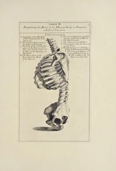 Anatomy Improvd And Illustrated With Regard To The Uses Thereof In Designing Pl 04