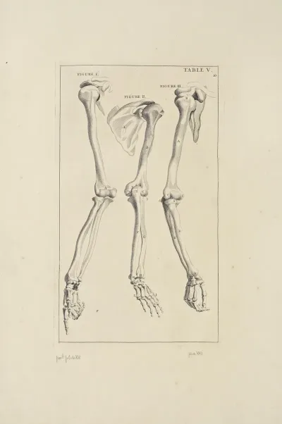Anatomy Improvd And Illustrated With Regard To The Uses Thereof In Designing Pl 05