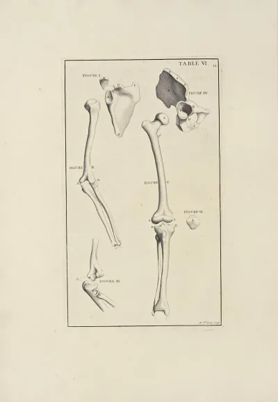 Anatomy Improvd And Illustrated With Regard To The Uses Thereof In Designing Pl 06