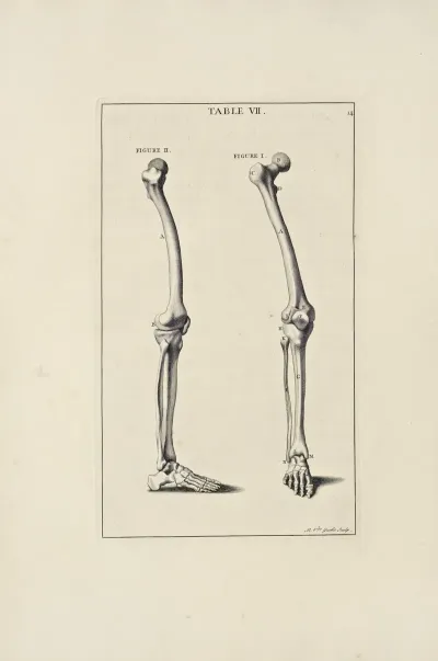 Anatomy Improvd And Illustrated With Regard To The Uses Thereof In Designing Pl 07