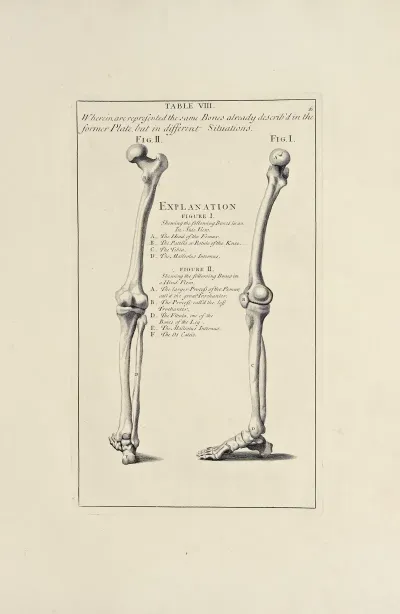 Anatomy Improvd And Illustrated With Regard To The Uses Thereof In Designing Pl 08