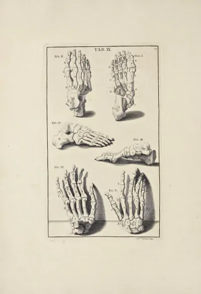 Anatomy Improvd And Illustrated With Regard To The Uses Thereof In Designing Pl 09