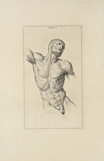 Anatomy Improvd And Illustrated With Regard To The Uses Thereof In Designing Pl 10