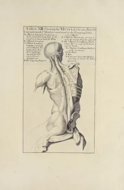 Anatomy Improvd And Illustrated With Regard To The Uses Thereof In Designing Pl 13