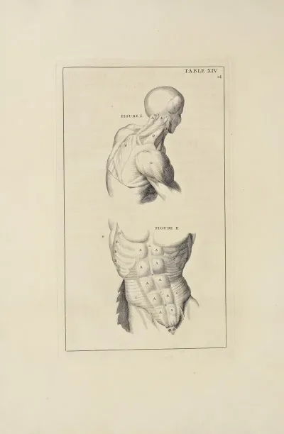 Anatomy Improvd And Illustrated With Regard To The Uses Thereof In Designing Pl 14