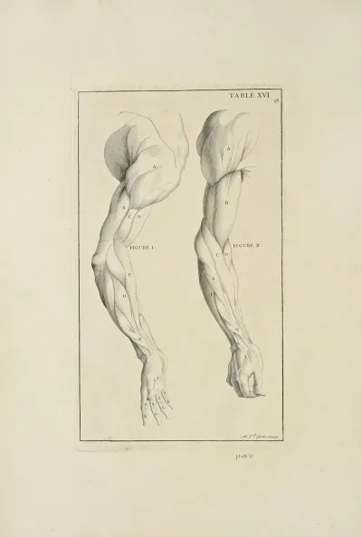 Anatomy Improvd And Illustrated With Regard To The Uses Thereof In Designing Pl 16