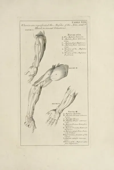 Anatomy Improvd And Illustrated With Regard To The Uses Thereof In Designing Pl 17