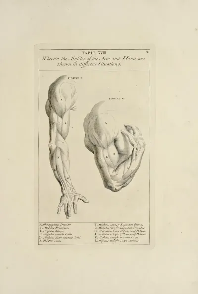 Anatomy Improvd And Illustrated With Regard To The Uses Thereof In Designing Pl 18