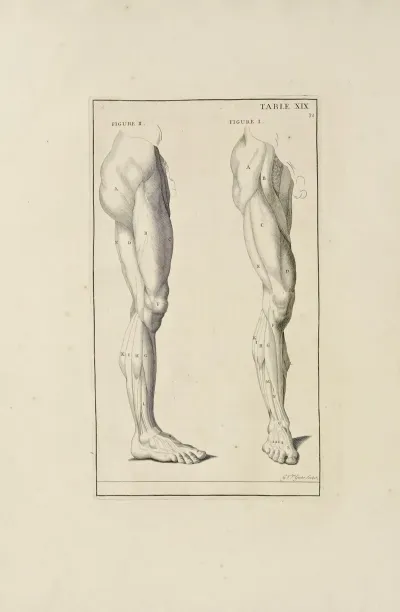 Anatomy Improvd And Illustrated With Regard To The Uses Thereof In Designing Pl 19
