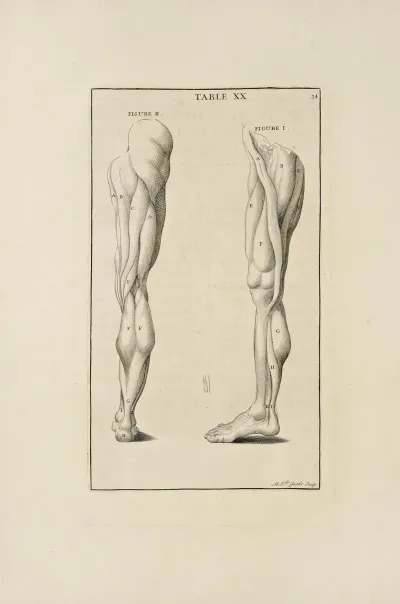 Anatomy Improvd And Illustrated With Regard To The Uses Thereof In Designing Pl 20