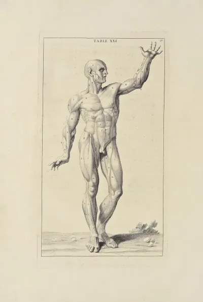Anatomy Improvd And Illustrated With Regard To The Uses Thereof In Designing Pl 21