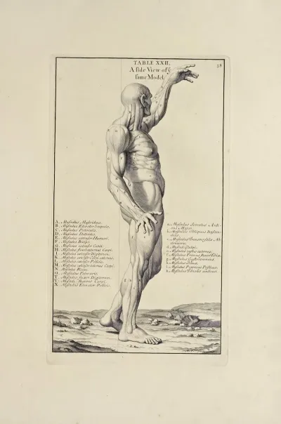 Anatomy Improvd And Illustrated With Regard To The Uses Thereof In Designing Pl 22