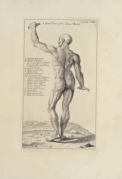 Anatomy Improvd And Illustrated With Regard To The Uses Thereof In Designing Pl 23