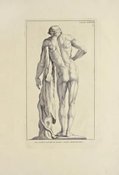 Anatomy Improvd And Illustrated With Regard To The Uses Thereof In Designing Pl 38
